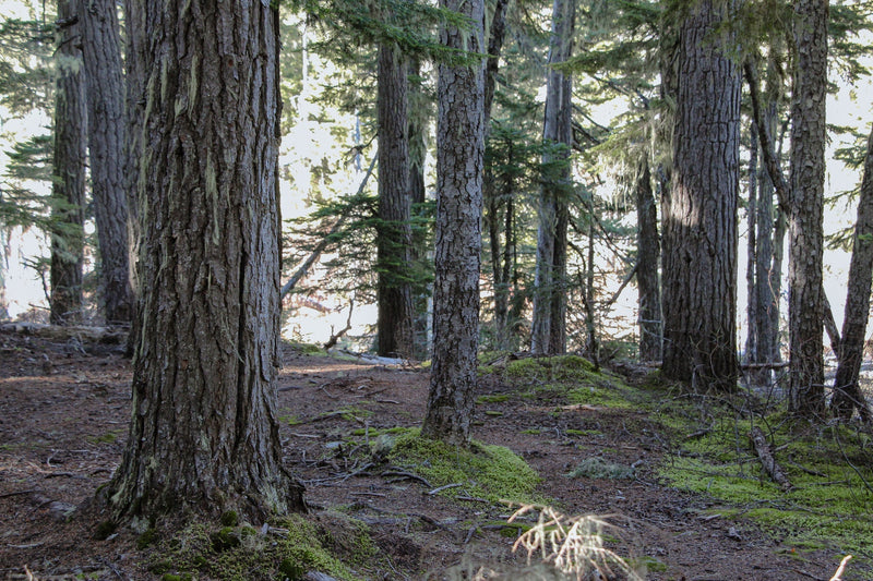 Our Relationship to the Natural World