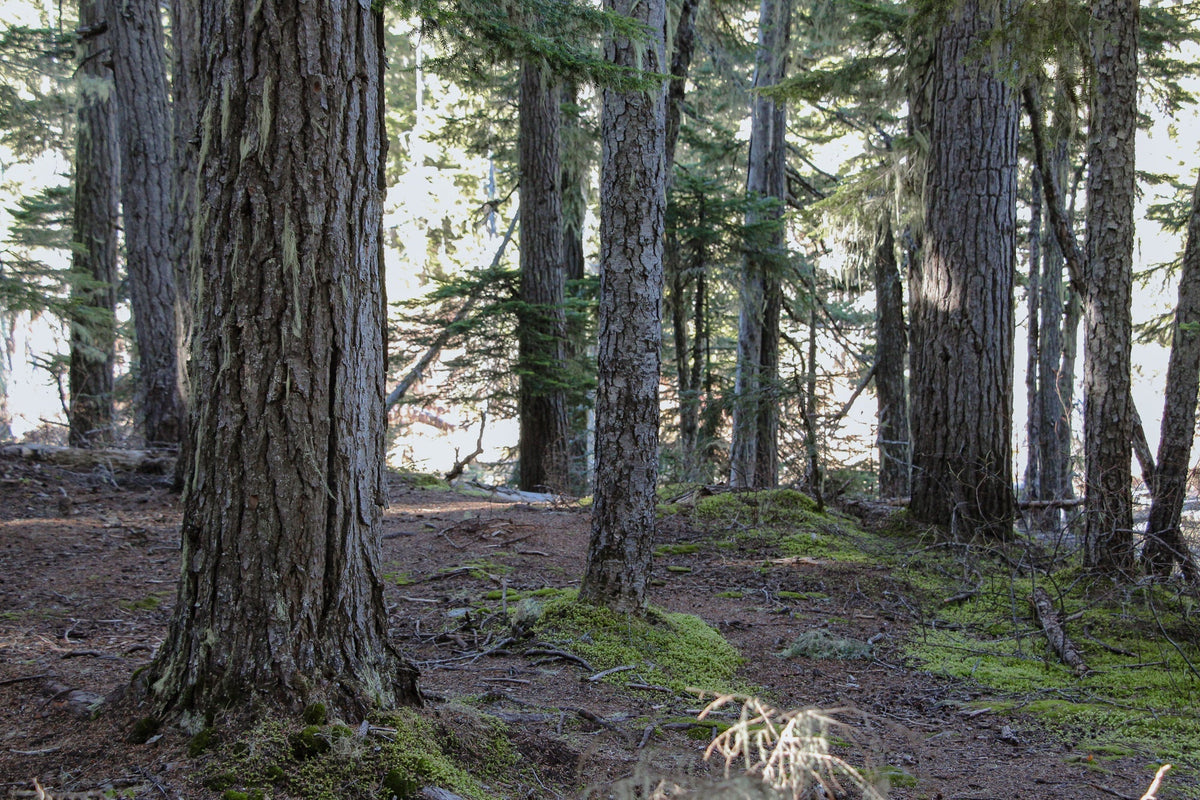 Our Relationship to the Natural World